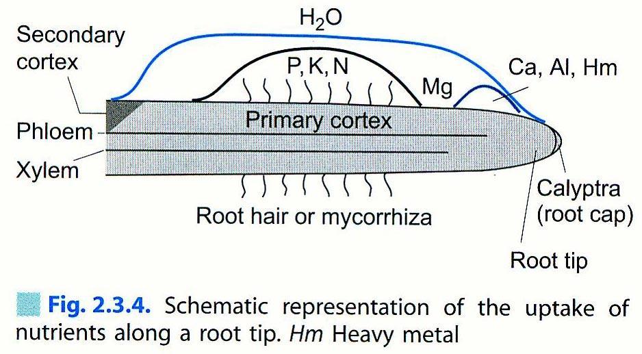 Příjem živin rostlinou Volné ionty z půdního roztoku výměna H + a HCO 3 - za adsorbované ionty na jílovitých