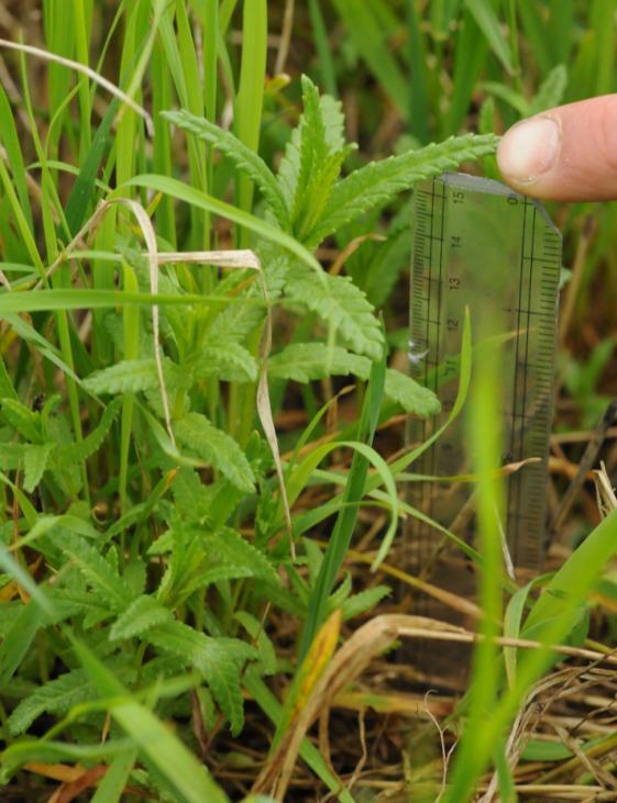 Může to být zapříčiněno až 5 cm silnou vrstvou stařiny na některých plochách a tedy ztíženými podmínkami pro klíčení semínek a výživu mladé rostliny.