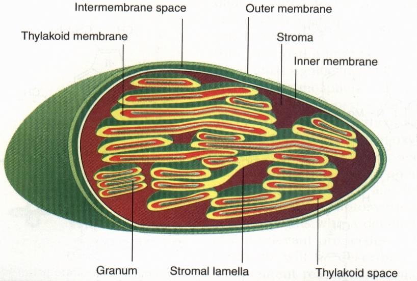 Chlorofyll a chloroplasty