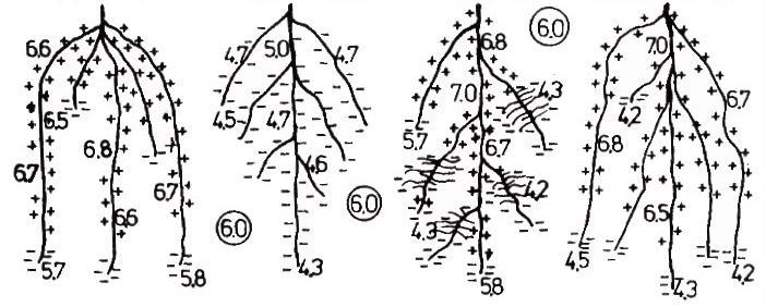 Změna ph v rhizosféře rostlin v hlinitopísčité půdě (ph: 6,0; nízký obsah příjatelného P) (Romheld, 1986) Pšenice Cizrna