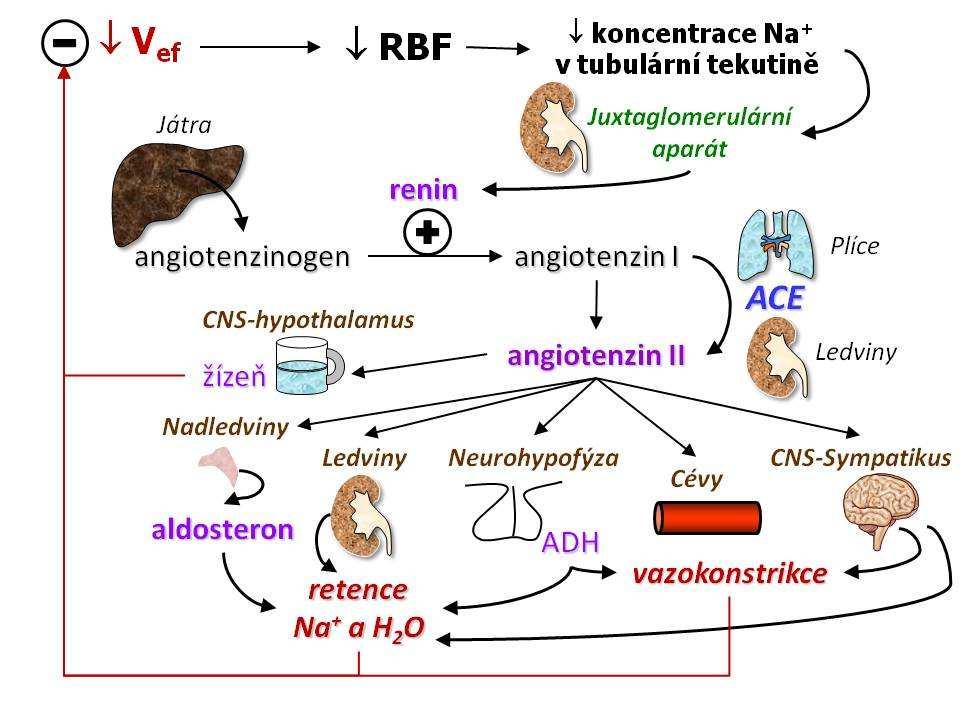 Systém renín-angiotenzín-aldosterón RAAS angiotenzín II zmena cievneho tonusu zvyšuje krvný tlak
