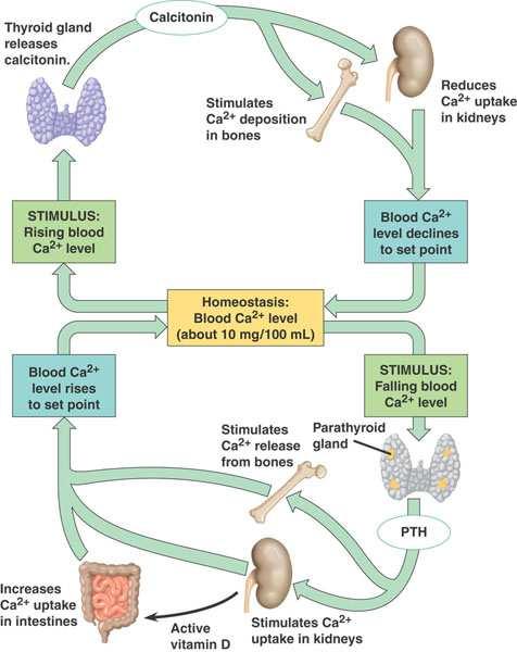 Regulácia homeostázy vápnika a fosfátov Parathormón Kalcitriol (vit.