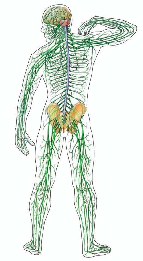 Hypofosfatémia Častý biochemický nález bez príznakov < 0,3 mmol/l svalová slabosť, rabdomyolýza, zhoršená funkcia Er, Leu, Th PRÍČINY (NIE STRAVA!