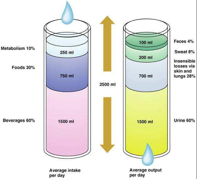 Metabolizmus 10% Potrava 30% Stolica 4% Potenie 8% Koža a pľúca 28% Nápoje 60% Moč 60% Priemerný príjem za