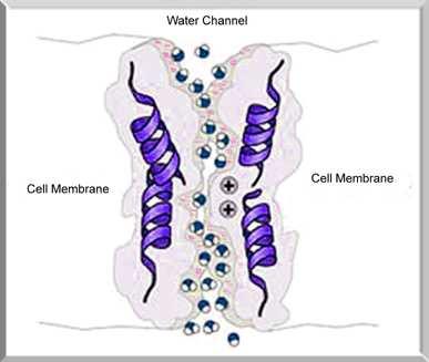 Antidiuretický hormón retencia vody v obličkách vazokonstrikcia ovplyvňuje