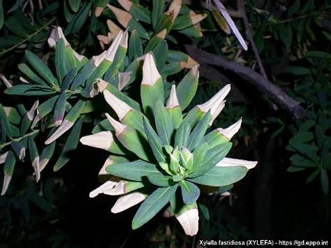 Příznaky na vítodu myrtolistém (Polygala myrtifolia)