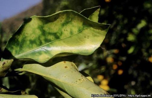 Příznaky citrus variegated chlorosis na citrusu malé chlorotické skvrny na svrchní straně listů a protější malé