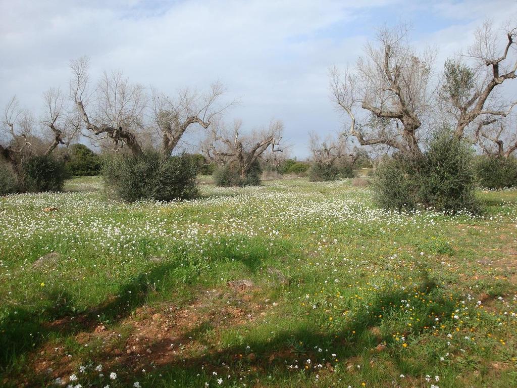 olivovníky v Apulii