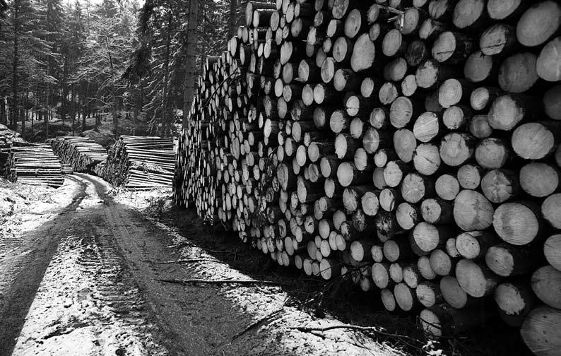 7. Péče o les 7.1. Těžební činnost Těžební zásahy jsou uplatňovány zejména při odstraňování borovice vejmutovky a dalších nepůvodních dřevin (např.