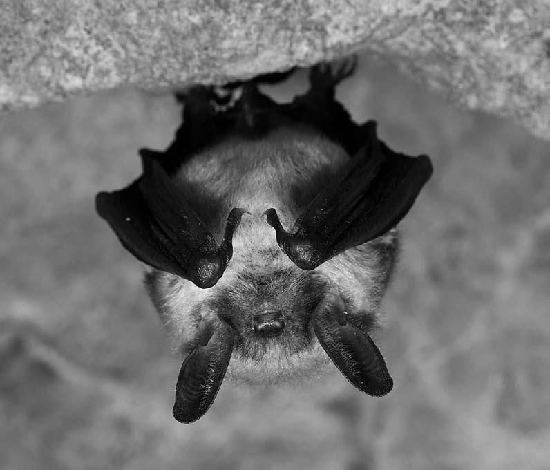 Monitoring netopýrů Letní kolonie Byly monitorovány 3 letní kolonie: kolonie samic s mláďaty netopýra velkého v Jílovém u Děčína (1100-1300 jedinců), kolonie samic s mláďaty netopýra velkého v