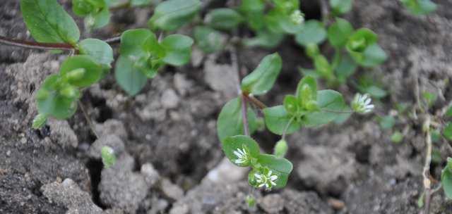 Čeleď Caryophyllaceae (hvozdíkovité) Stellaria (ptačinec) 3 stilodia,