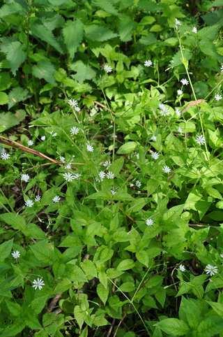 Čeleď Caryophyllaceae (hvozdíkovité)* Myosoton aquaticus (křehkýš vodní) 5 stilodií,