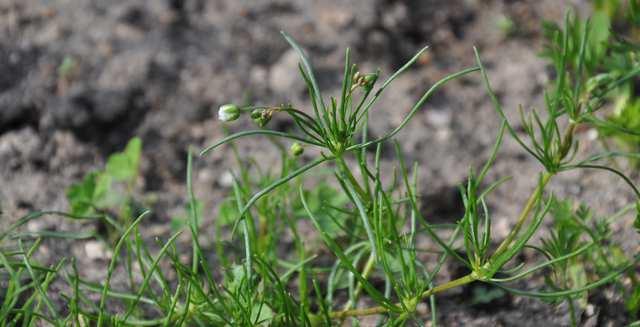 Čeleď Caryophyllaceae (hvozdíkovité) Spergula