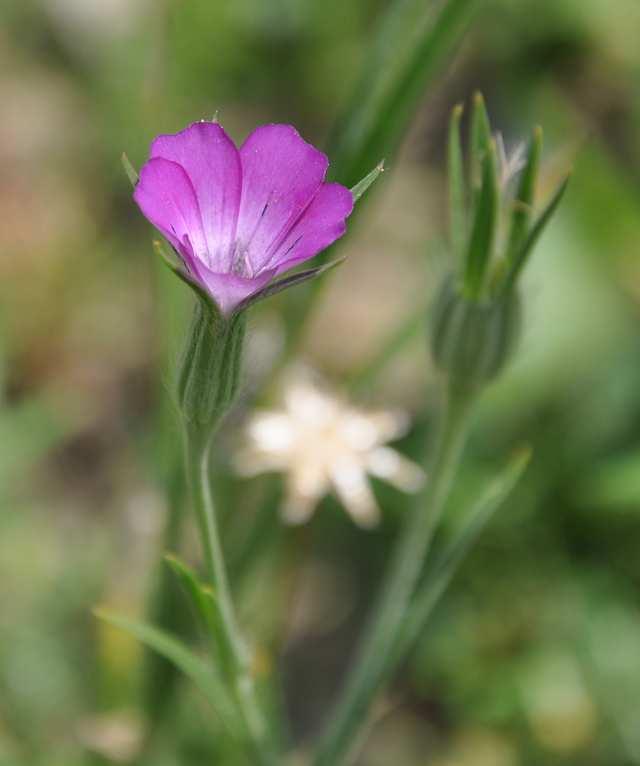 Čeleď Caryophyllaceae (hvozdíkovité) Agrostema githago (koukol polní) pochází z Mediteránu, býval hojným