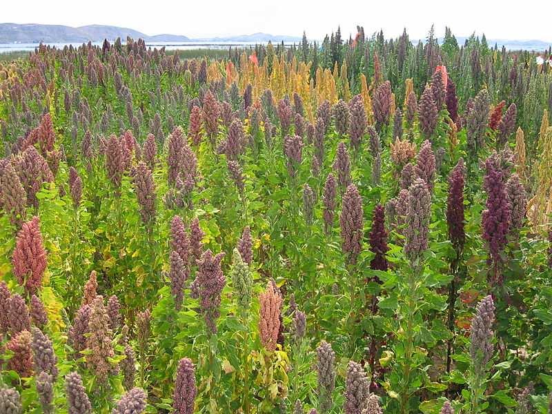 Čeleď Amaranthaceae (laskavcovité) Chenopodium quinoa (merlík čilský) ze semen se v J Americe mele