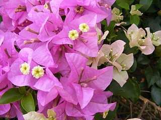 ** Family Nyctaginaceae herbs with swollen nodes, lianes and trees distribution:tropical to warm temperate 31/405 some important ornamental, e.g. Bougainvillea Bougainvillea Obrázek Mattes, Public Domain https://upload.