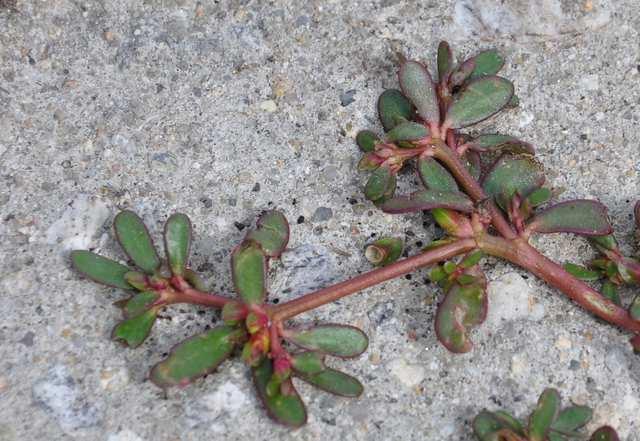 subtropical North and South America 1/100, ČR 1/1 Portulaca