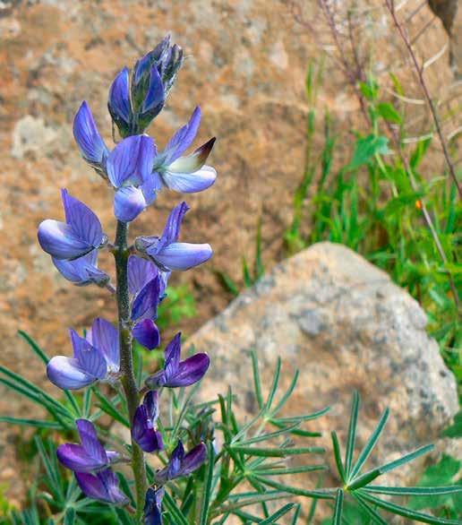 Bradyrhizobium japonicum/gram rašeliny je nezbytným předpokladem optimálních výnosů. Sterilní výroba a balení zajišt uje stabilitu výrobku a umožňuje garantovat dvouletou záruční lhůtu.