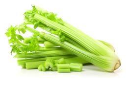 UTB ve Zlíně, Fakulta technologická 20 Obr. 15: Celer řapíkatý [19] 1.2.2 Fenykl sladký (Foeniculum vulgare var. azoricum Mill.