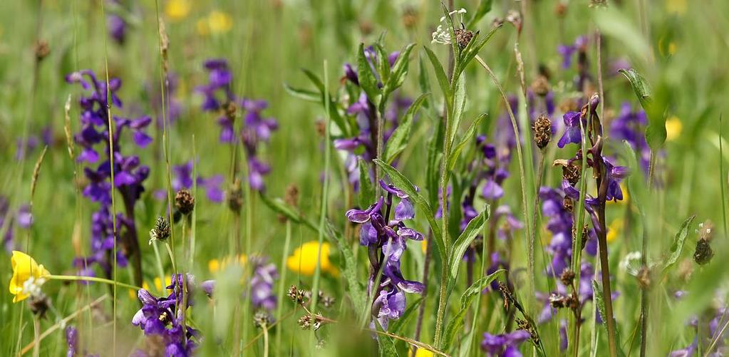 8.1.1. POPIS JEDNOTLIVÝCH CHRÁNĚNÝCH ÚZEMÍ BOHYŇSKÁ LADA (CHMELNÍK, LOTARŮV VRCH) Obrázek 8-2 Vstavač kukačka (Orchis morio) (Foto: Hans Hillewaert, CC BY-SA 3.