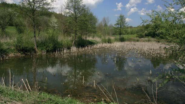 (ZP) Přírodní památka Ovčírka Přírodní památka Ovčírka představuje mokřadní biotop v údolí potoka Ovčírka se 2 propojenými tůněmi s bohatou litorální vegetací a malou odkalovací nádrží s břehovými