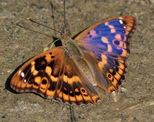 Dále jsou přítomny profily s kontaktně metamorfovanými porcelanity, které vznikly metamorfózou v blízkosti průniků vulkanických hornin.