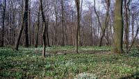 (PS) Přírodní rezervace Trnovec Část komplexu lužního lesa a starý ovocný sad v nivě řeky Moravy, asi 1 km severozápadně od obce Kněžpole.