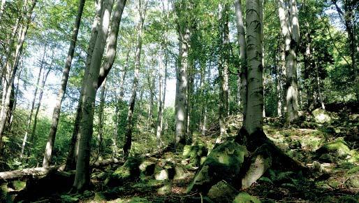 (MŠ) Přírodní rezervace Halvovský potok Přírodní rezervace Halvovský potok chránící 19,1 ha horského jedlobukového lesa s přirozenou skladbou dřevin včetně význačných skalních výchozů byla vyhlášena