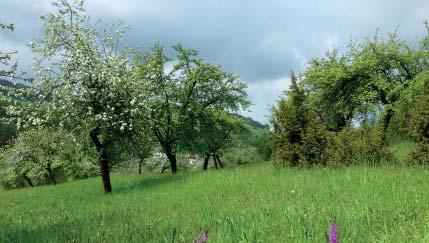 (JL) Přírodní památka Hrádek Přírodní památka Hrádek, v katastru obce Študlov, byla vyhlášena v roce 1999 na ploše 3,2 ha za účelem ochrany květnaté louky s porosty jalovce a výskytem zvláště
