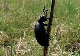 Při posledním botanickém inventarizačním průzkumu bylo nalezeno celkem 285 druhů cévnatých rostlin.