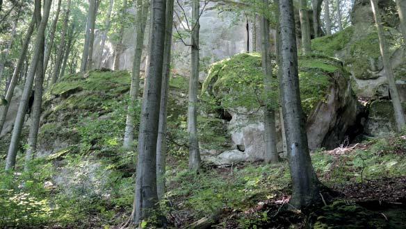 (MŠ) Přírodní rezervace Klenov Přírodní rezervace Klenov, v katastrálním území Bystřička I, byla vyhlášena na celkové ploše 15,35 ha v roce 1999 a jejím posláním je ochrana přírodních hodnot