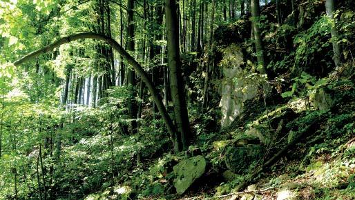 (MŠ) Přírodní památka Křížový Přírodní památka Křížový byla vyhlášena v roce 1999 v katastru obce Ratiboř u Vsetína na ploše 1,3 ha za účelem ochrany skalních výchozů a zbytku přirozeného bukového