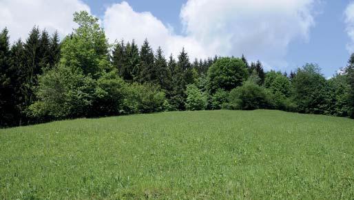 (MŠ) Přírodní památka Louka pod Rančem Přírodní památka Louka pod Rančem, rozkládající se na ploše 0,7 ha v katastrálním území Vsetín, byla vyhlášena v roce 1999 za účelem ochrany květnaté louky s