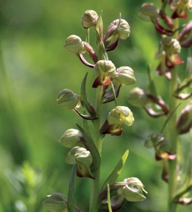 Vzhledem k rozmanitosti typů stanovišť byla při posledním botanickém průzkumu nalezena řada vzácných druhů rostlin s rozdílnými nároky na biotop, jedná se o druhy vázané na suchá místa, druhy