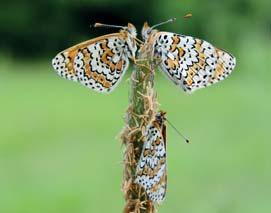 Při posledním inventarizačním botanickém průzkumu byl na lokalitě potvrzen výskyt vstavače kukačky, který již z mnoha dalších lokalit na Vsetínsku vymizel.