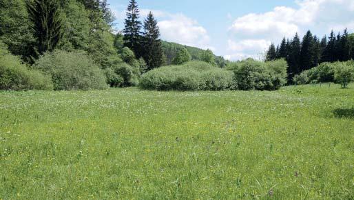 (MŠ) Přírodní památka Trubiska Přírodní památka Trubiska v katastrálním území Pozděchov byla vyhlášena v roce 2013 na ploše 0,83 ha v rámci zajištění územní ochrany evropsky významné lokality