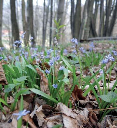 Zachovalá lesní část byla původně izolovaným remízem na strmém kamenitém svahu, kde nebyly podmínky pro hospodářské využití tak, jako na okolních rovinatějších pozemcích.