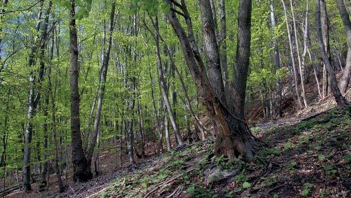 (ZP) Přírodní památka Chladná dolina Přírodní památka Chladná dolina představuje lesní porosty s pěnovcovými prameništi v závěru stejnojmenné doliny.