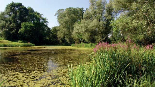 (MG) Přírodní památka Na Letišti Přírodní památku tvoří odstavené rameno řeky Moravy lemované stromovou a křovinnou vegetací na levém břehu řeky Moravy a na okraji otrokovického letiště.