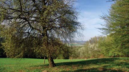 (MG) Přírodní památka Pod Drdolem Přírodní památka je tvořena úzkým pásem louky a lesa v délce asi 125 m, orientovaným ve směru východ západ.