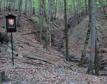 Z hlediska lesnické typologie jde o lesní typ bohatá bučina s ostřicí chlupatou a obohacená bučina. Ve stromovém patře dominuje buk lesní, v příměsi je zastoupena celá řada dřevin, např.
