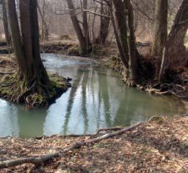 Předmětem ochrany jsou vlhké údolní louky s výskytem silně ohroženého druhu šafránu bělokvětého.