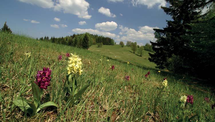 (MD) Přírodní rezervace Galovské lúky Přírodní rezervace Galovské lúky představuje horské květnaté louky na svazích pod hřebenem Hrachovce (777 m n. m.). Nachází se v západní části Javorníků v Ráztocké hornatině (okrsek Karlovická vrchovina) v nadmořské výšce 710 740 m, asi 3,5 km jihovýchodně od obce Huslenky.