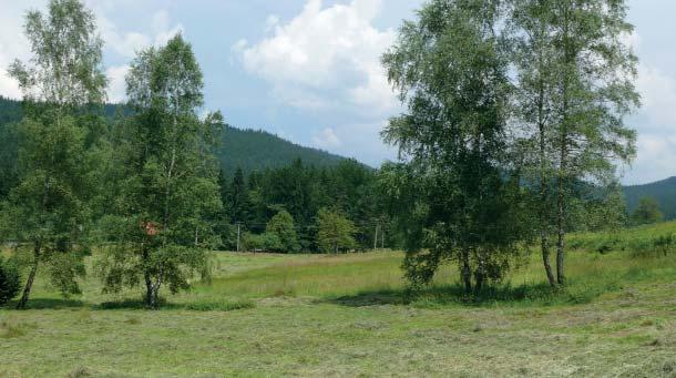 (FJ) Přírodní památka Kudlačena Přírodní památka Kudlačena představuje podhorské, převážně mokré a rašelinné louky s prameništi a několika uměle vyhloubenými tůňkami.