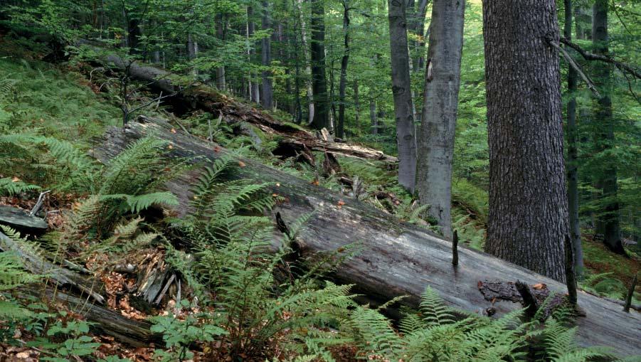 (FJ) Přírodní rezervace Kutaný Přírodní rezervace Kutaný představuje zachovaný jedlobukový porost v horní pramenné části údolí Dinotice.