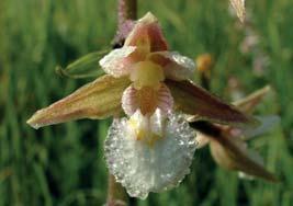 Významný je především výskyt prstnatce plamatého sedmihradského. Jedná se o jednu z mála recentních lokalit tohoto taxonu v České republice. Z orchidejí zde dále roste např.