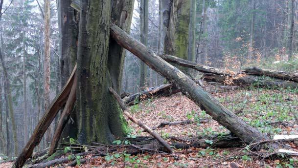 (FJ) Přírodní památka Skálí Leží v nadmořské výšce 680 825 m, asi 0,5 km jižně od vrcholu Léští (899,6 m n. m.) a 2 km západně od Soláně Čartáku. Katastrální území Karolinka, okres Vsetín.