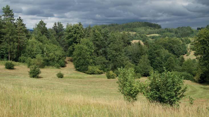 (MD) Přírodní památka Stříbrník Přírodní památku Stříbrník tvoří louky a pastviny v rozlehlém komplexu se zbytky květnatých bučin, několika remízy a prameništi.