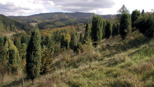 (ZP) Přírodní památka Uherská Přírodní památka Uherská představuje poměrně zachovalou jalovcovou pastvinu (pasínek) typickou pro Valašsko.