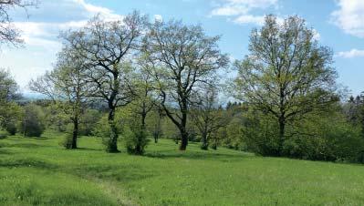 (LA) Přírodní rezervace Dolnoněmčanské louky Bělokarpatské květnaté louky se solitérními stromy na západním svahu kóty Lesná (696 m n. m.). Nachází se 4 km jižně od obce Horní Němčí v nadmořské výšce 510 620 m.